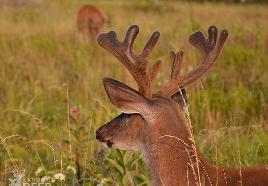 NDA National Deer Association